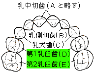 シーラントの対象歯(乳歯)