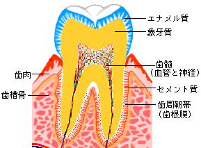 歯肉組織