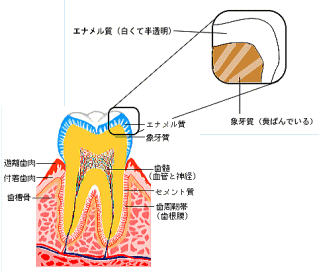 歯の黄ばみの原因